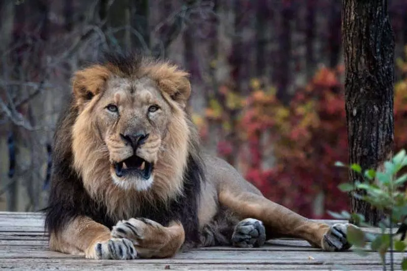 गुजरात में एशियाई शेरों की संख्या 5 साल में 32% बढ़कर 891 पर पहुंची गुजरात में एशियाई शेरों की संख्या 5 साल में 32% बढ़कर 891 पर पहुंची