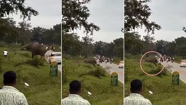 सेल्फी लेने की कोशिश कर रहे पर्यटक पर जंगली हाथी ने हमला कर कुचला सेल्फी लेने की कोशिश कर रहे पर्यटक पर जंगली हाथी ने हमला कर कुचला