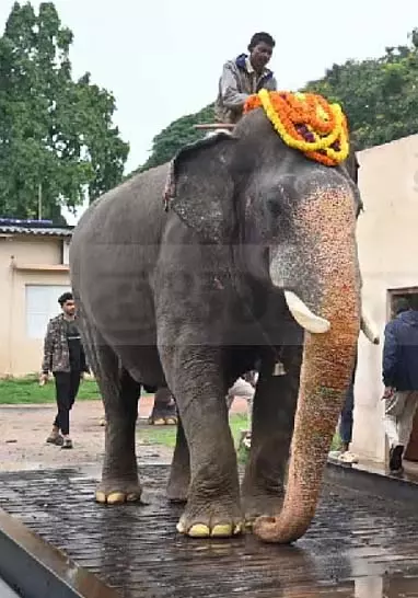 दशहरा हाथियों का वजन परीक्षण: अभिमन्यु का वजन 5.36 टन दशहरा हाथियों का वजन परीक्षण: अभिमन्यु का वजन 5.36 टन