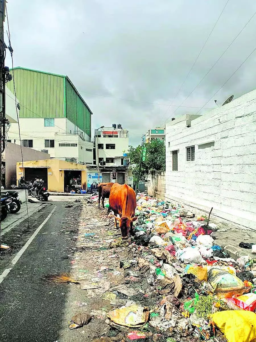 Bangalore : कचड़े से पटी कनकनगर सड़क Bangalore : कचड़े से पटी कनकनगर सड़क