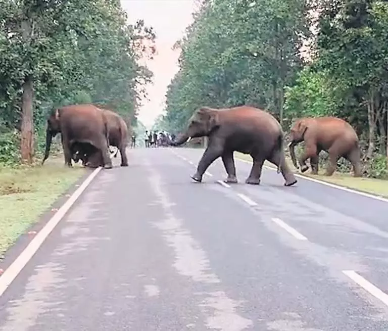 Mayurbhanj के करंजिया गांव में विशालकाय झुंड घुसा, स्थानीय लोग चिंतित Mayurbhanj के करंजिया गांव में विशालकाय झुंड घुसा, स्थानीय लोग चिंतित
