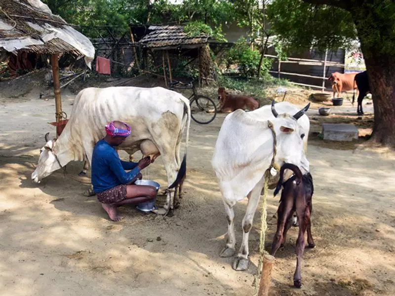 रोहतक नगर निगम स्थानांतरण आदेशों की अवहेलना करने वाली डेयरियों को सील करेगा रोहतक नगर निगम स्थानांतरण आदेशों की अवहेलना करने वाली डेयरियों को सील करेगा