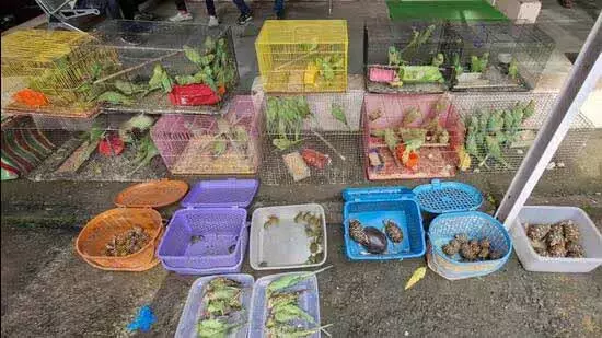 क्रॉफर्ड मार्केट 200 से अधिक संरक्षित पक्षी और सरीसृप बचाए, एक गिरफ्तार क्रॉफर्ड मार्केट 200 से अधिक संरक्षित पक्षी और सरीसृप बचाए, एक गिरफ्तार