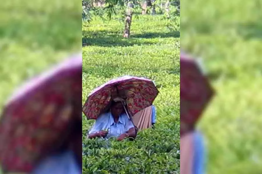 Bengal: डुआर्स बागानों में बोनस गतिरोध, चाय बागान मालिकों ने अहम बैठक से पहले उठाए मुद्दे Bengal: डुआर्स बागानों में बोनस गतिरोध, चाय बागान मालिकों ने अहम बैठक से पहले उठाए मुद्दे