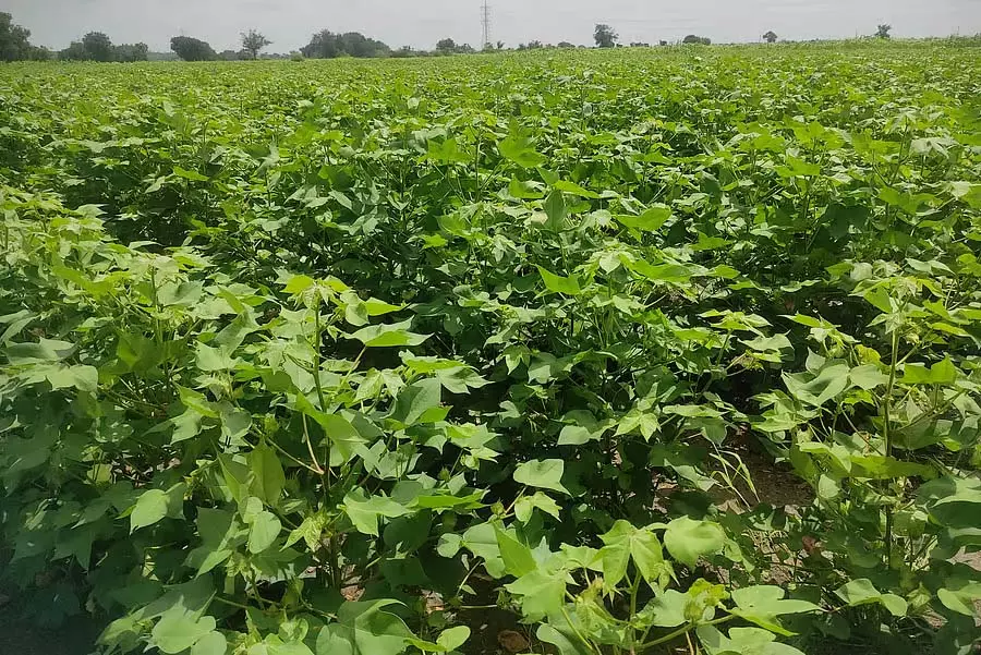 भारी बारिश; कपास की फसल संकट में भारी बारिश; कपास की फसल संकट में