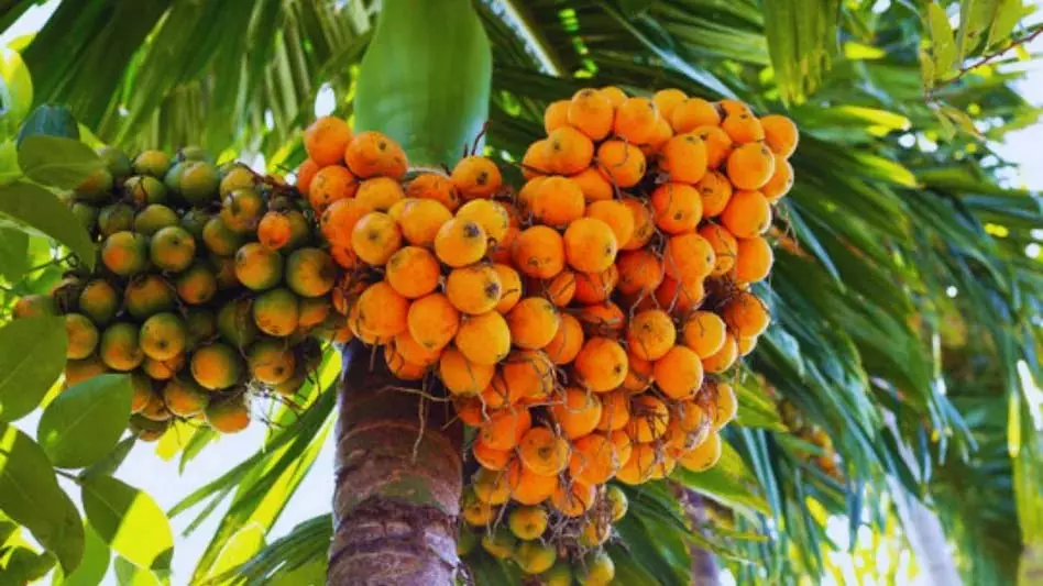 Karnataka : सुपारी की फसल के लिए कीटनाशक छिड़काव के लिए संघर्ष Karnataka : सुपारी की फसल के लिए कीटनाशक छिड़काव के लिए संघर्ष