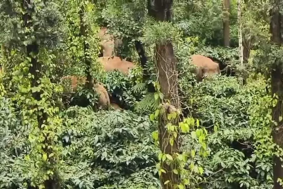 Karnataka : 11 जंगली हाथी जन्नापुर पहुंचे Karnataka : 11 जंगली हाथी जन्नापुर पहुंचे
