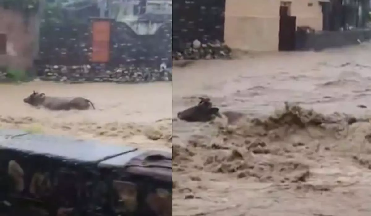 Dehradun: बाढ़ के सैलाब में बह गईं कई गायें, वीडियो देख सहमे लोग Dehradun: बाढ़ के सैलाब में बह गईं कई गायें, वीडियो देख सहमे लोग