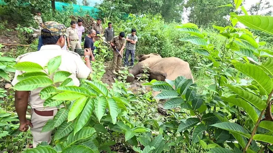 सतकोसिया जंगल में मादा हाथी मृत मिली सतकोसिया जंगल में मादा हाथी मृत मिली