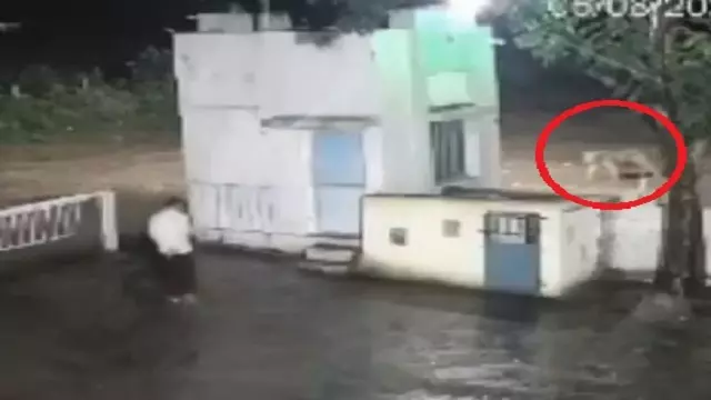Gujarat: फैक्ट्री के बाहर अचानक शेर और शख्स की भिड़ंत, वीडियो वायरल Gujarat: फैक्ट्री के बाहर अचानक शेर और शख्स की भिड़ंत, वीडियो वायरल