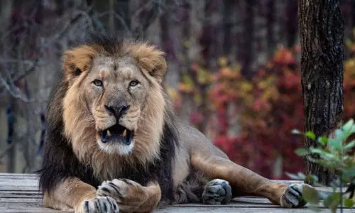 गुजरात में एशियाई शेरों की संख्या 5 साल में 32% बढ़कर 891 पर पहुंची