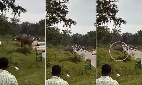 सेल्फी लेने की कोशिश कर रहे पर्यटक पर जंगली हाथी ने हमला कर कुचला