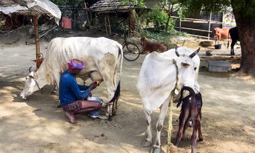 रोहतक नगर निगम स्थानांतरण आदेशों की अवहेलना करने वाली डेयरियों को सील करेगा