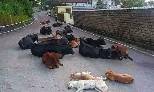 आवारा पशुओं ने Himachal के राजमार्गों को मौत के जाल में बदल दिया आवारा पशुओं ने Himachal के राजमार्गों को मौत के जाल में बदल दिया