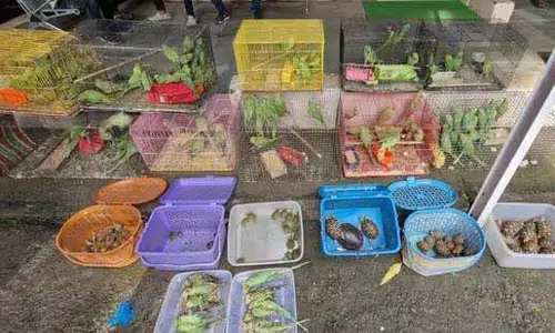 क्रॉफर्ड मार्केट 200 से अधिक संरक्षित पक्षी और सरीसृप बचाए, एक गिरफ्तार