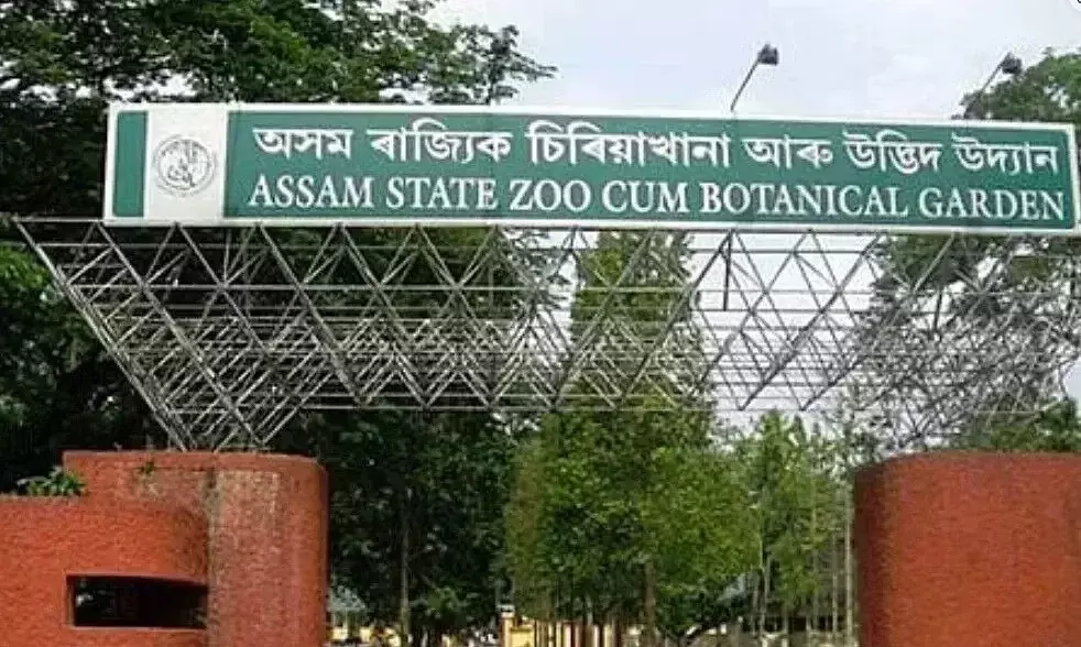 विश्व शेर दिवस पर असम राज्य चिड़ियाघर ने चार एशियाई शेर शावकों का स्वागत किया