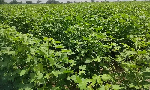 भारी बारिश; कपास की फसल संकट में भारी बारिश; कपास की फसल संकट में