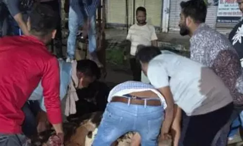 बालोद में 9 गायों की मौत, हाईवा ने कुचला