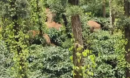 Karnataka : 11 जंगली हाथी जन्नापुर पहुंचे