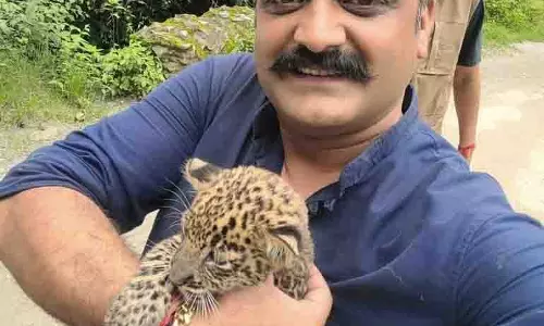 खतरे से उम्मीद की ओर, Kotkhai में एक तेंदुए के बच्चे का बचाव खतरे से उम्मीद की ओर, Kotkhai में एक तेंदुए के बच्चे का बचाव