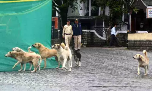 Shimla में आवारा कुत्तों को क्यूआर कोड से टैग किया जाएगा Shimla में आवारा कुत्तों को क्यूआर कोड से टैग किया जाएगा