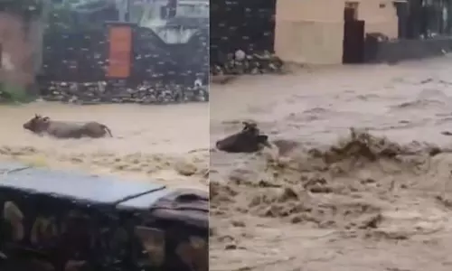 Dehradun: बाढ़ के सैलाब में बह गईं कई गायें, वीडियो देख सहमे लोग Dehradun: बाढ़ के सैलाब में बह गईं कई गायें, वीडियो देख सहमे लोग
