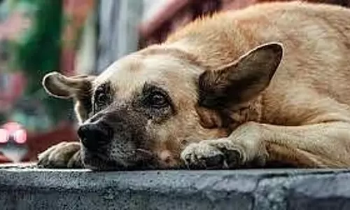 UP: भाजपा नेता ने रेबीज मुक्त राज्य बनाने का आह्वान किया