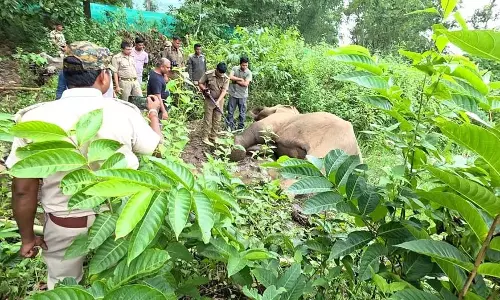 सतकोसिया जंगल में मादा हाथी मृत मिली सतकोसिया जंगल में मादा हाथी मृत मिली