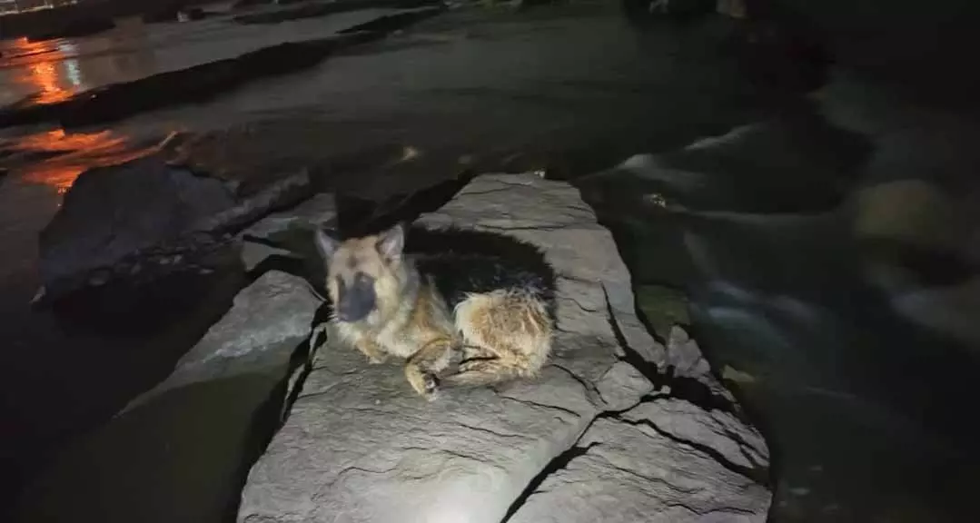 पालतू डॉग को नहलाने के दौरान नदी में डूबा शख्स, मौत पालतू डॉग को नहलाने के दौरान नदी में डूबा शख्स, मौत