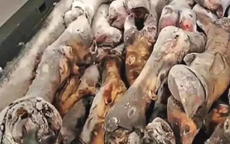 कुपवाड़ा में 18 क्विंटल से अधिक सड़े हुए पैर जब्त कुपवाड़ा में 18 क्विंटल से अधिक सड़े हुए पैर जब्त