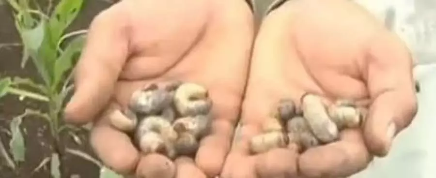 Karnataka : कृषि भूमि में गोलकृमि की समस्या Karnataka : कृषि भूमि में गोलकृमि की समस्या