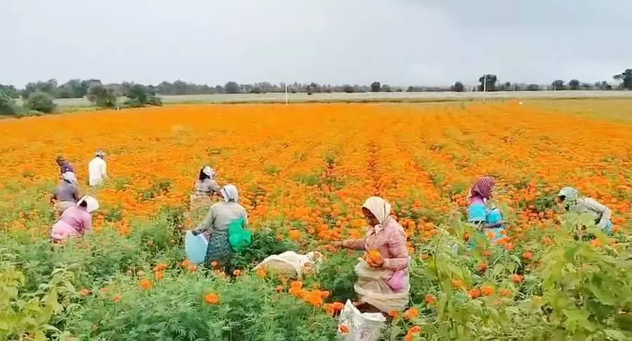 Shiggavi : सही दाम न मिलने से गेंदा उत्पादक संकट में Shiggavi : सही दाम न मिलने से गेंदा उत्पादक संकट में
