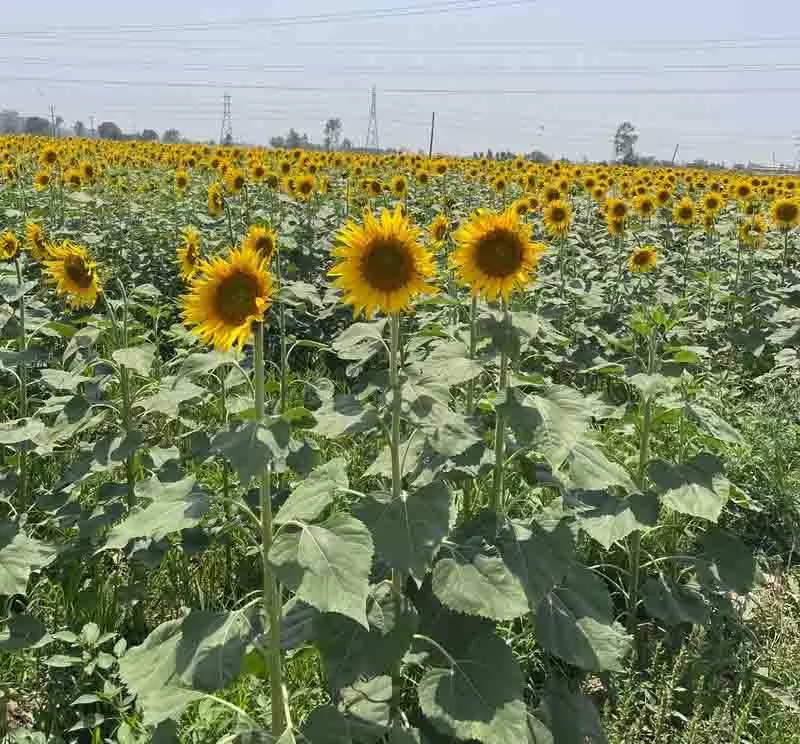 Rajpura: सूरजमुखी उत्पादकों के लिए राहत का आदेश Rajpura: सूरजमुखी उत्पादकों के लिए राहत का आदेश