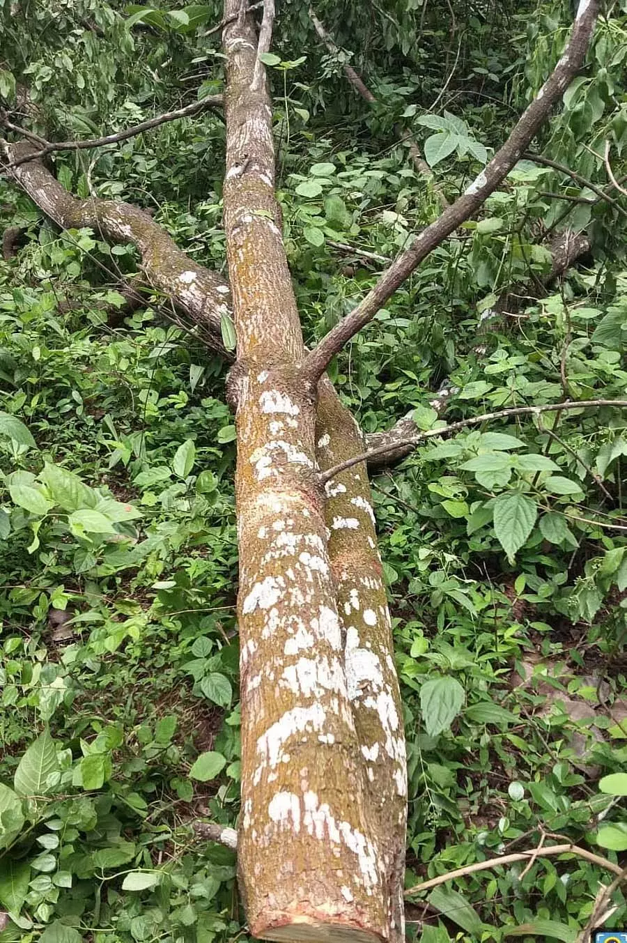 Karnataka : सुरक्षाकर्मी चंदन की लकड़ी की चोरी रोकने में विफल रहे Karnataka : सुरक्षाकर्मी चंदन की लकड़ी की चोरी रोकने में विफल रहे