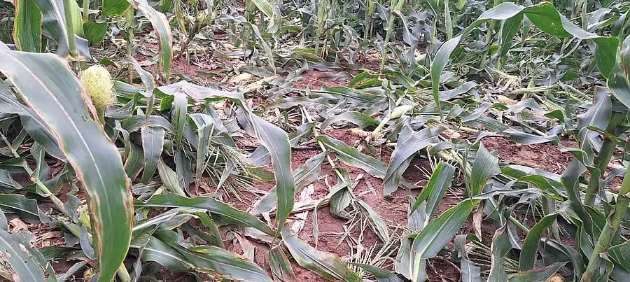 Devanahalli : सूअरों के उत्पात से किसान चिंतित Devanahalli : सूअरों के उत्पात से किसान चिंतित