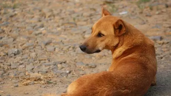 Bengaluru : यूनिवर्सिटी में कुत्तों के हमले से दो छात्र घायल Bengaluru : यूनिवर्सिटी में कुत्तों के हमले से दो छात्र घायल