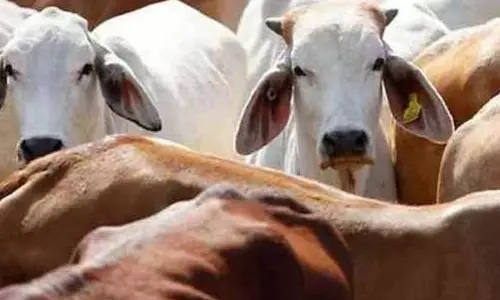 पशुओं की अवैध तस्करी, पिकअप जब्त पशुओं की अवैध तस्करी, पिकअप जब्त