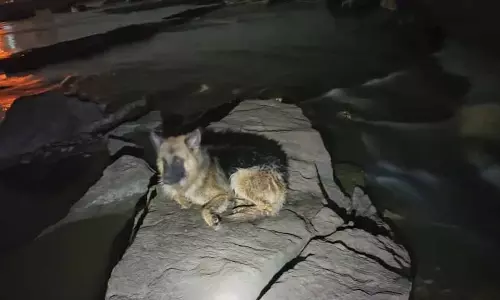 पालतू डॉग को नहलाने के दौरान नदी में डूबा शख्स, मौत
