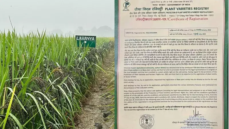 Assam कृषि विश्वविद्यालय ने वैश्विक बाजार के लिए लाबन्या चावल का पंजीकरण कराया Assam कृषि विश्वविद्यालय ने वैश्विक बाजार के लिए लाबन्या चावल का पंजीकरण कराया
