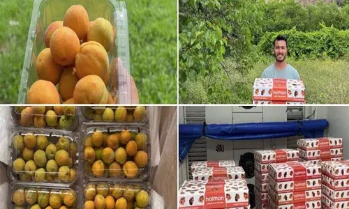 कारगिल की खुबानी पहली बार सऊदी, कुवैत और कतर को निर्यात की गई