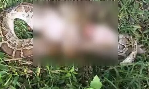 बंदर को अजगर ने बनाया निवाला, कई ग्रामीण सदमे में
