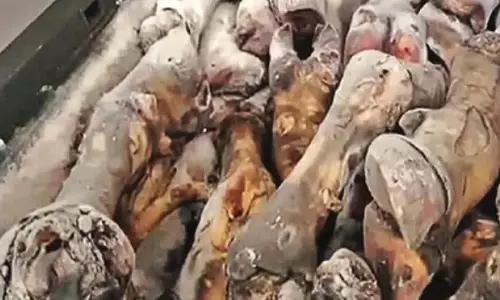 कुपवाड़ा में 18 क्विंटल से अधिक सड़े हुए पैर जब्त