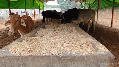 Kanpur: डीडीओ ने गौ आश्रय में लापरवाही पर की सख्त कार्रवाई Kanpur: डीडीओ ने गौ आश्रय में लापरवाही पर की सख्त कार्रवाई