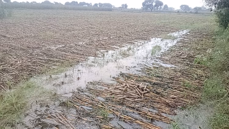 Auraiya: बाजरे की बुवाई में बारिश से हो रही देरी, किसान परेशान Auraiya: बाजरे की बुवाई में बारिश से हो रही देरी, किसान परेशान