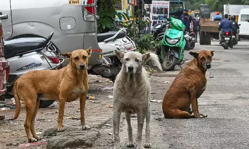 Bangalore : आवारा कुत्तों का उत्पात, लोगों की जान खतरे में