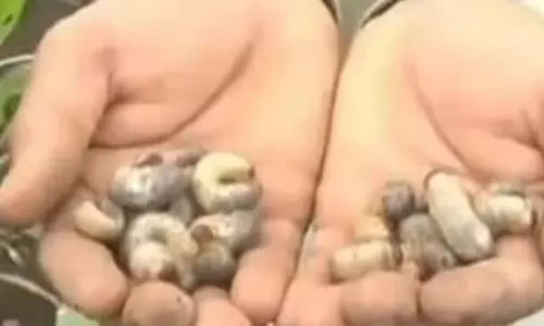 Karnataka : कृषि भूमि में गोलकृमि की समस्या