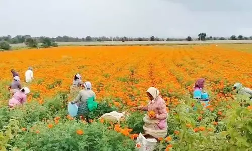 Shiggavi : सही दाम न मिलने से गेंदा उत्पादक संकट में Shiggavi : सही दाम न मिलने से गेंदा उत्पादक संकट में