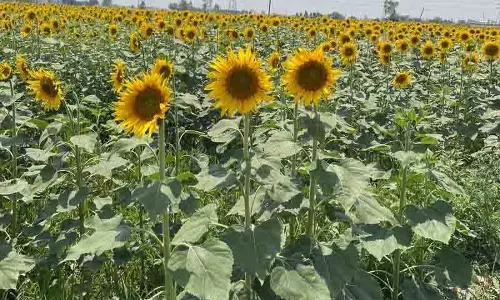 Rajpura: सूरजमुखी उत्पादकों के लिए राहत का आदेश Rajpura: सूरजमुखी उत्पादकों के लिए राहत का आदेश