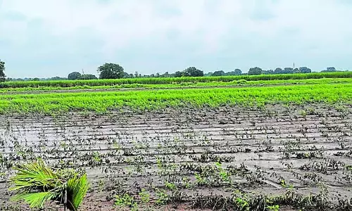 Hunagunda : लगातार बारिश से फसलें जलमग्न