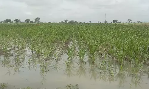 लगातार बारिश: फसल नुकसान को लेकर किसान चिंतित